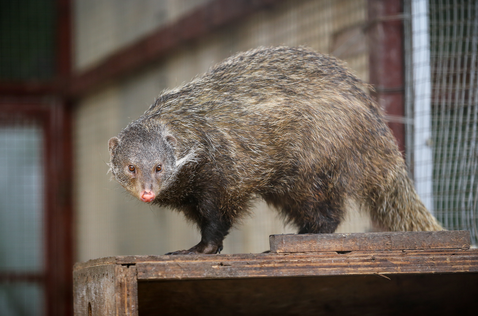 Crab-eating mongoose