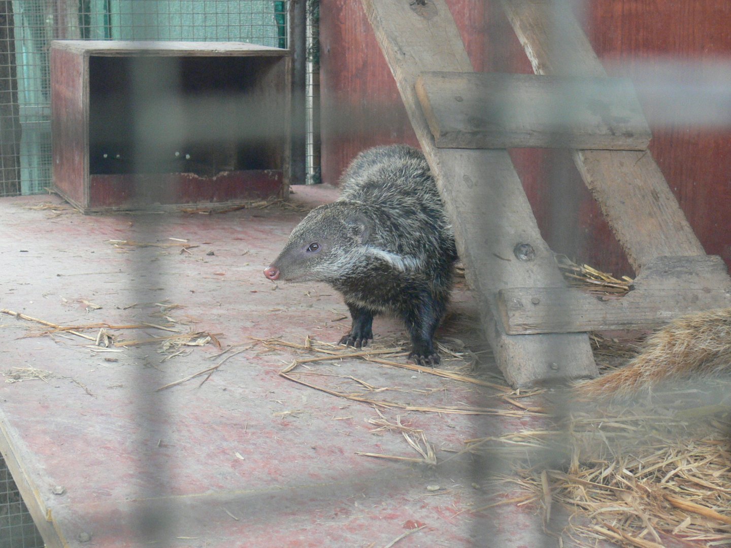 Crab-eating Mongoose
