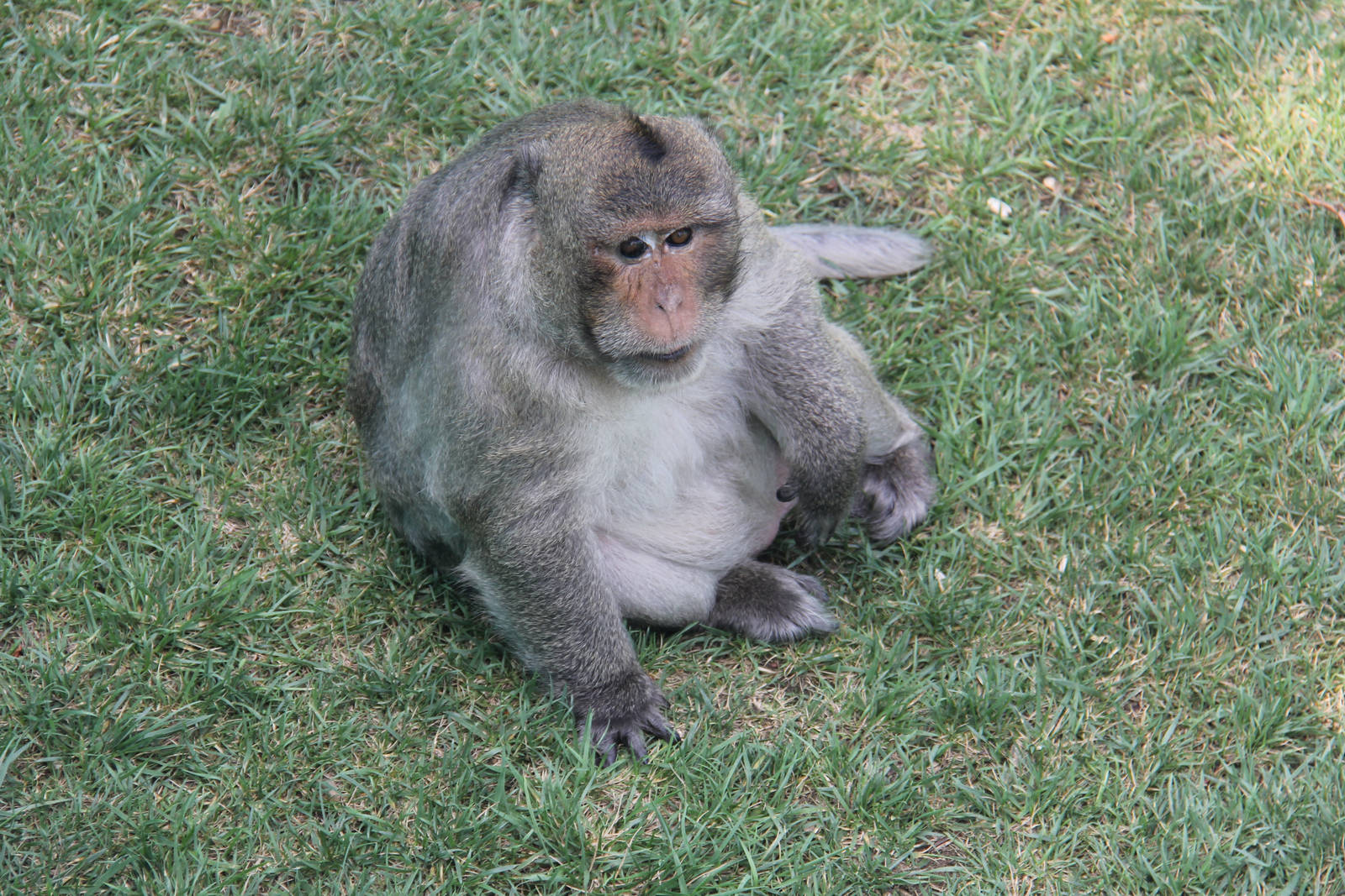 Crab-eating monkey boss