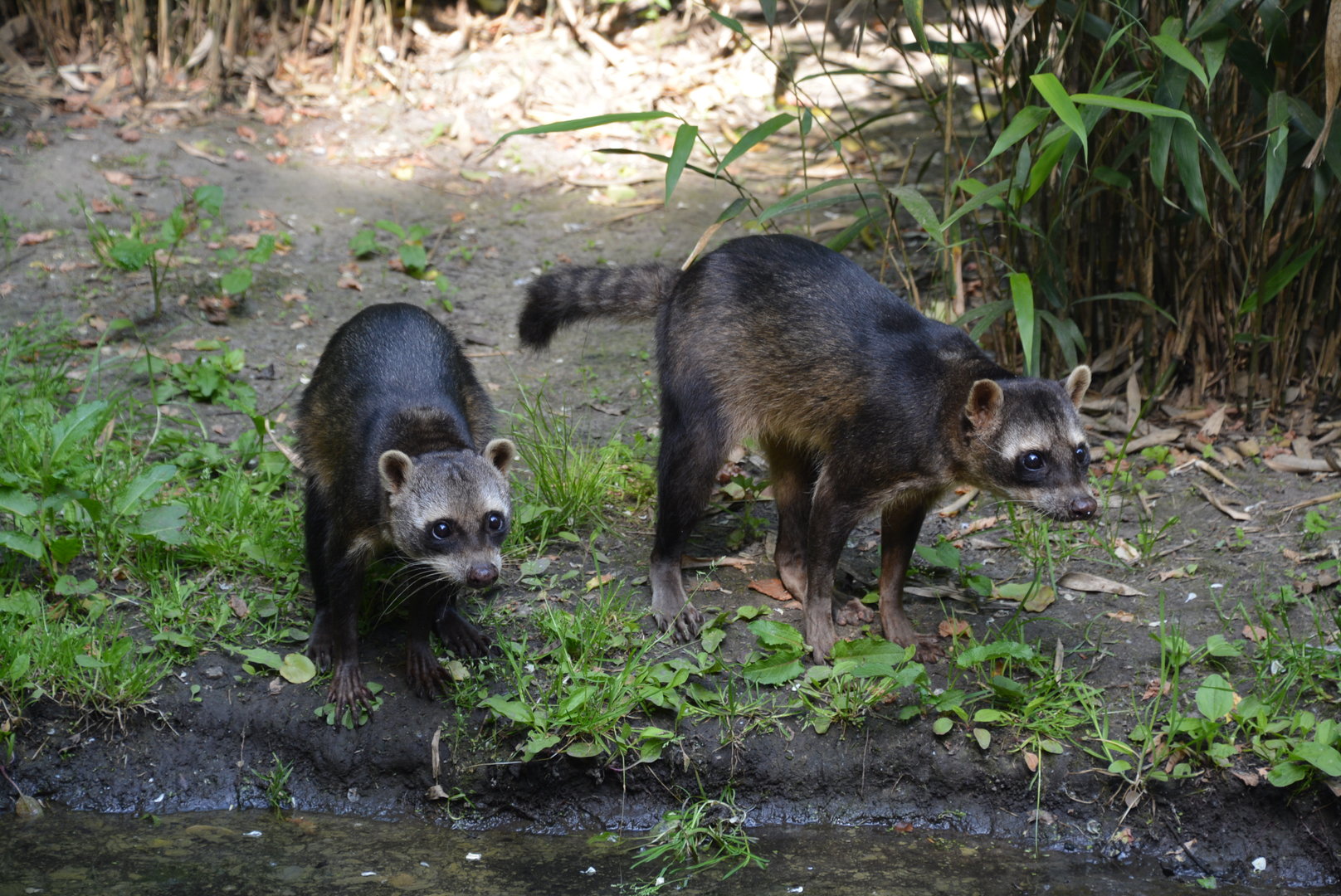 Crab-Eating Raccoon 02/06/2023
