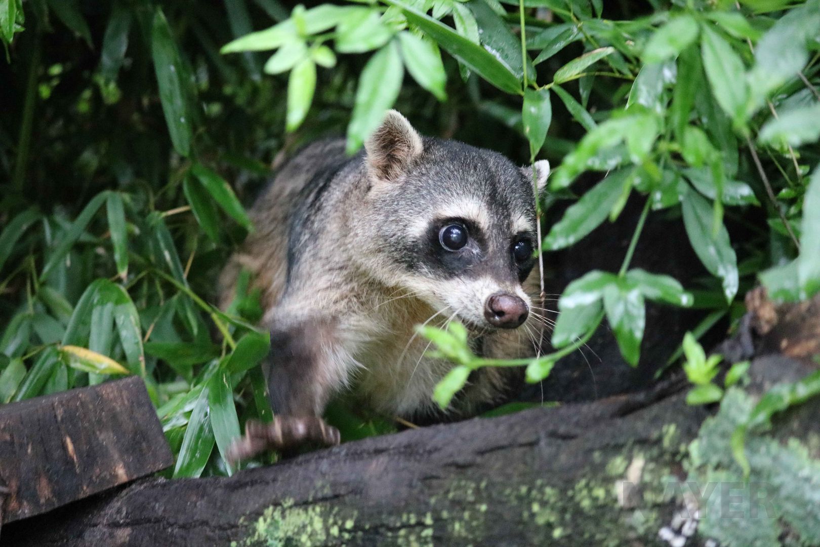 Crab-eating raccoon, April 2016