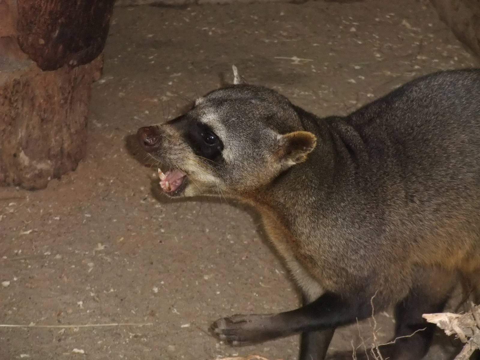 Crab-eating Raccoon at BestZoo 16/05/09