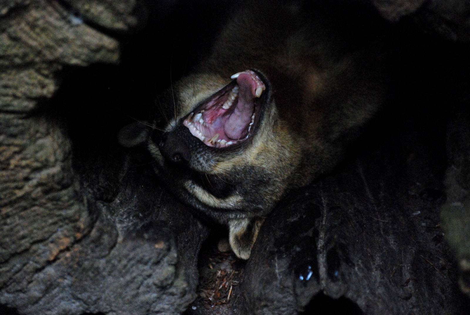 Crab-eating Raccoon at Wissel Zoo, Epe, 01/06/12