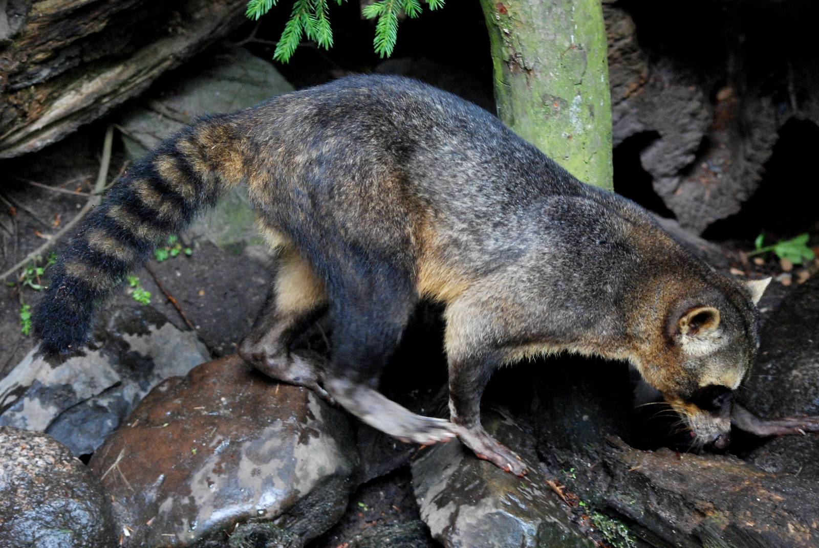 Crab-eating Raccoon at Wissel Zoo, Epe, 01/06/12