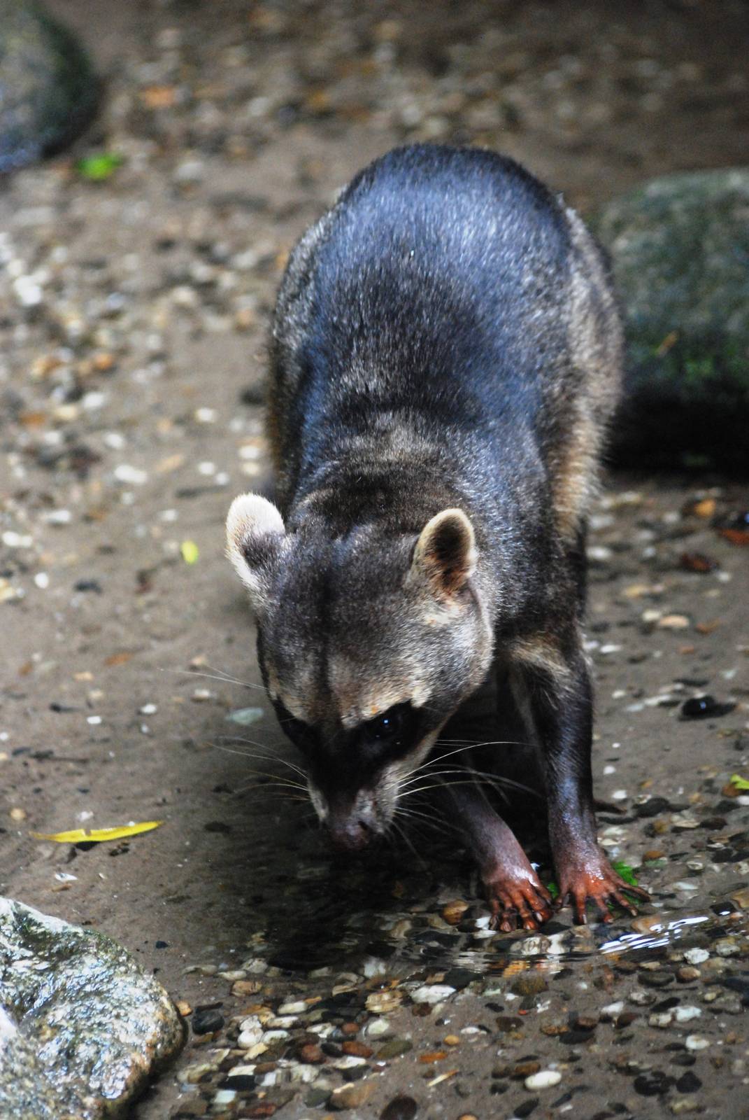 Crab-eating Raccoon at Wissel Zoo, Epe, 01/06/12