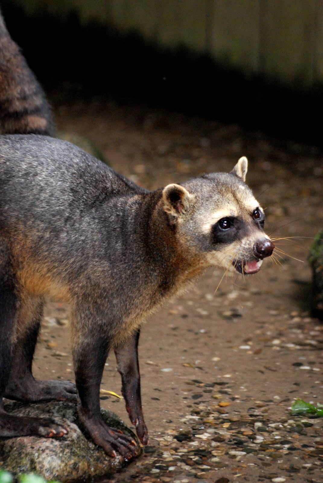 Crab-eating Raccoon at Wissel Zoo, Epe, 01/06/12