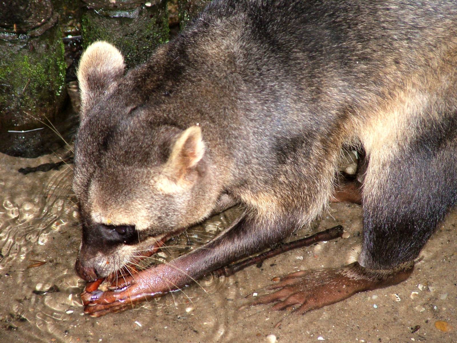 Crab-eating Raccoon at Wissel Zoo, Epe, 01/06/12