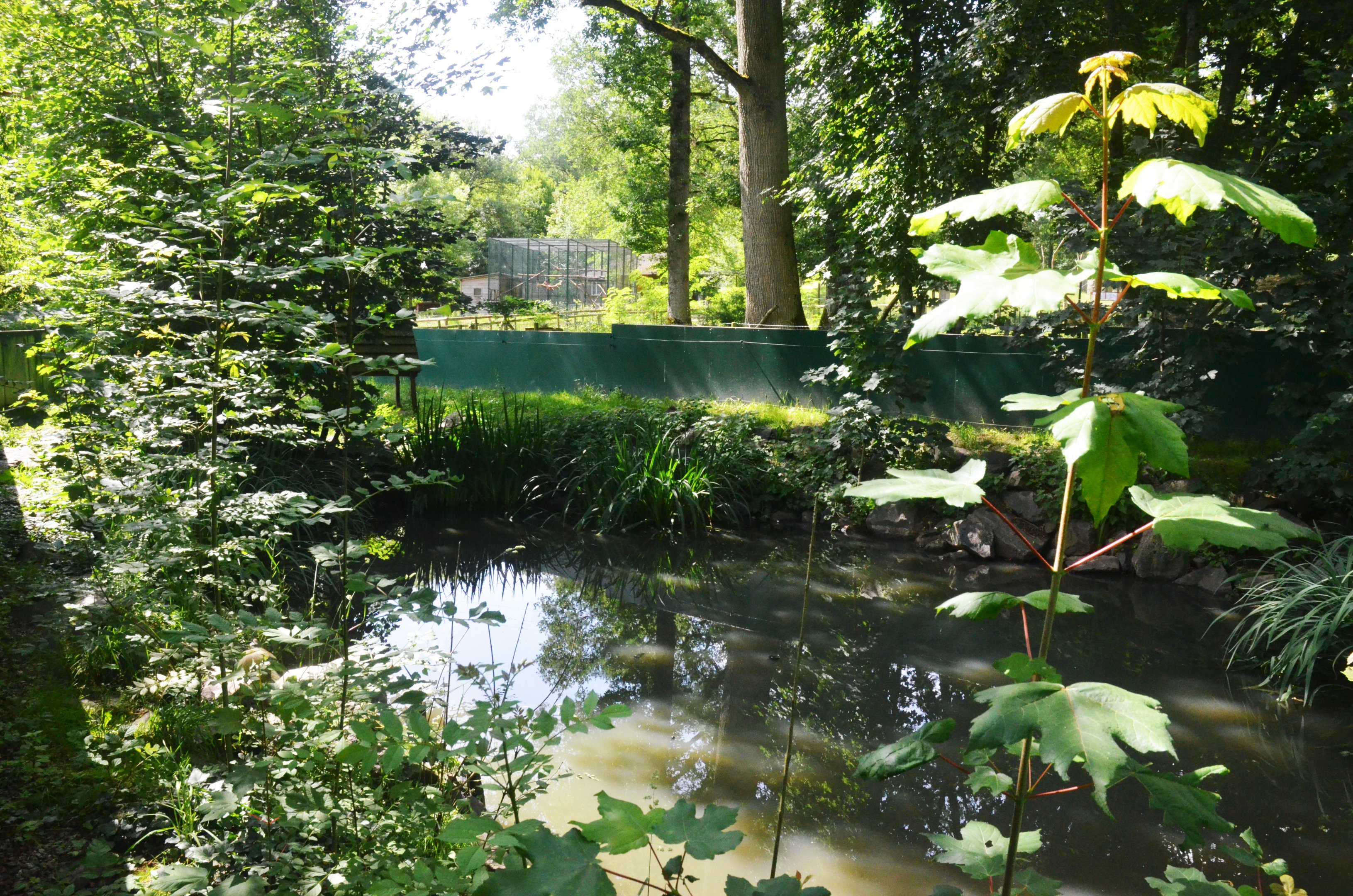 Crab-eating Raccoon Enclosure at Pescheray, 13/06/18