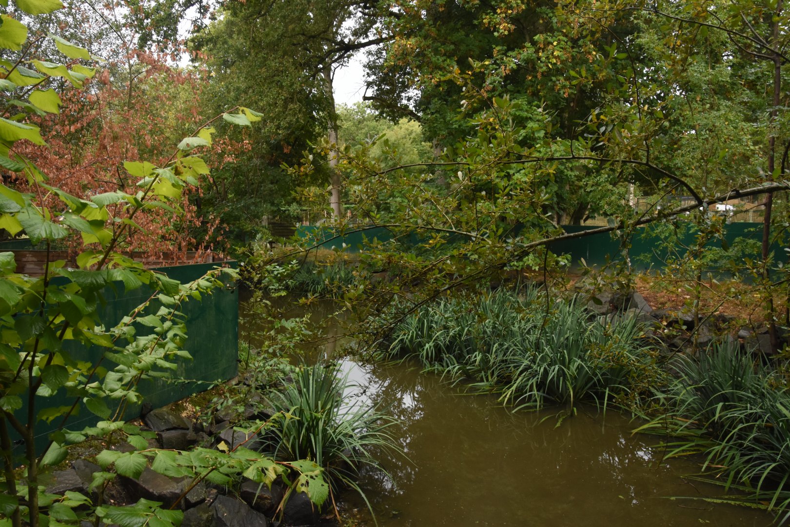 Crab-eating Raccoon enclosure