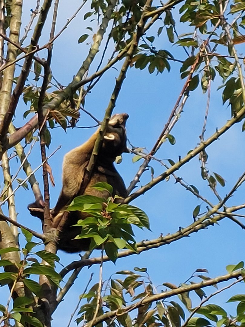 Crab-eating raccoon enjoys the sun