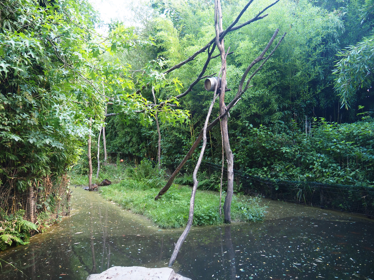 Crab-eating raccoon exhibit, 2019-08-11