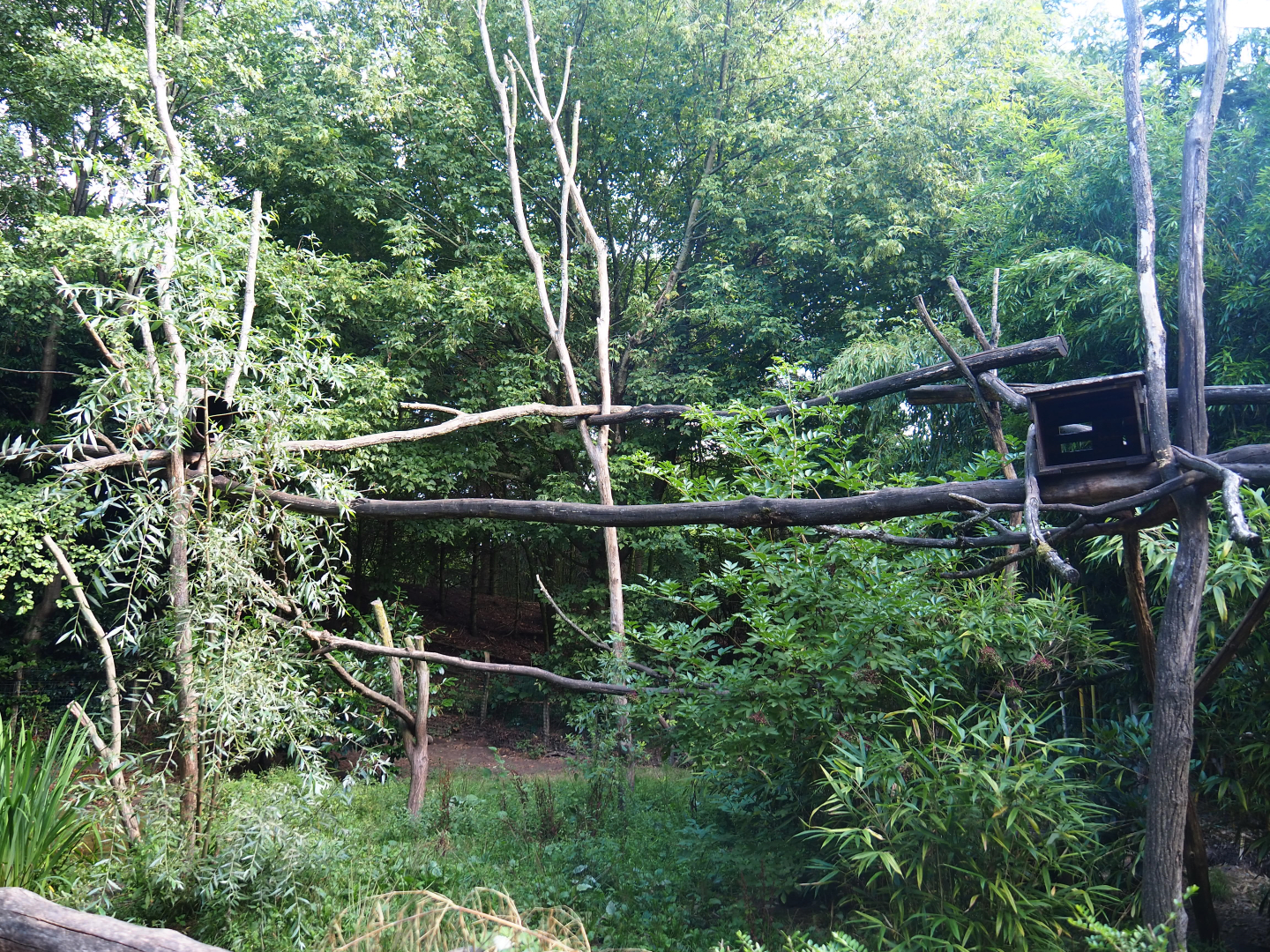 Crab-eating raccoon exhibit, 2019-08-11