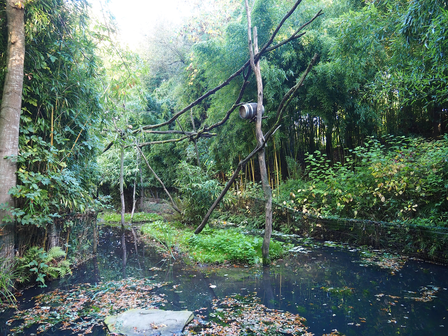 Crab-eating raccoon exhibit, 2022-10-09