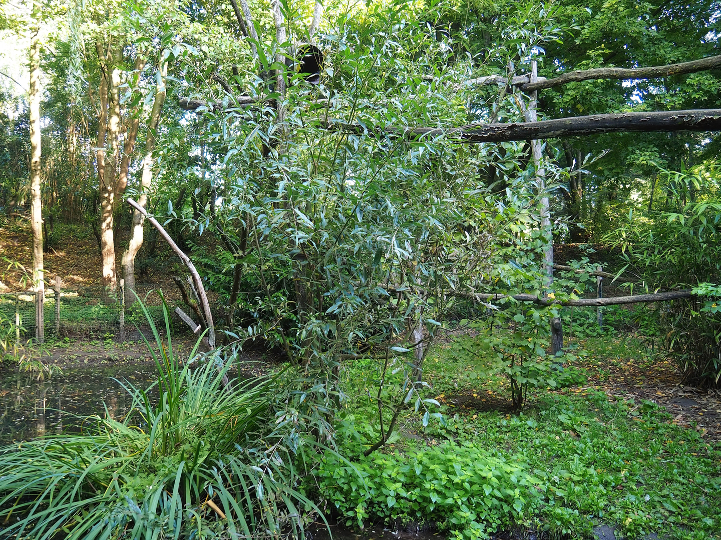 Crab-eating raccoon exhibit, 2022-10-09