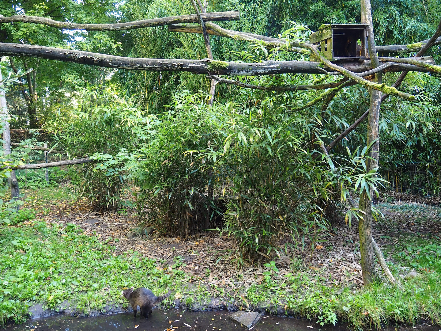 Crab-eating raccoon exhibit, 2022-10-09