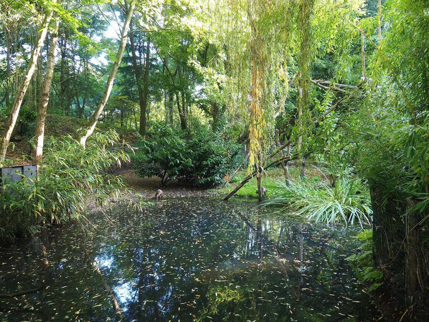 Crab-eating raccoon exhibit, 2022-10-09