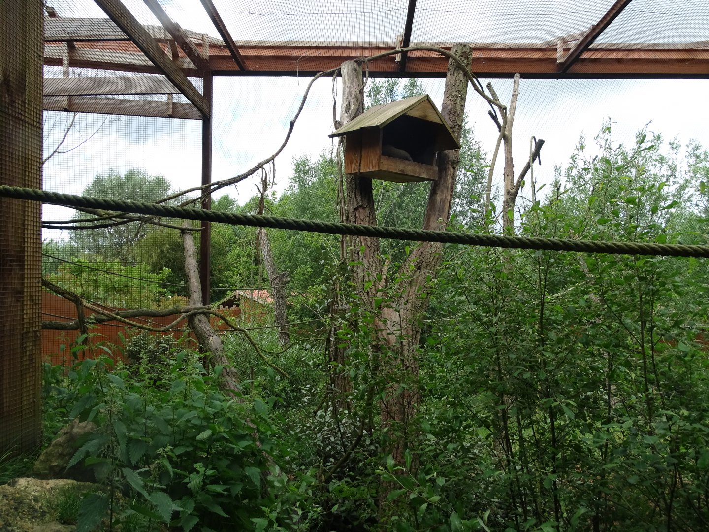 Crab-eating raccoon exhibit