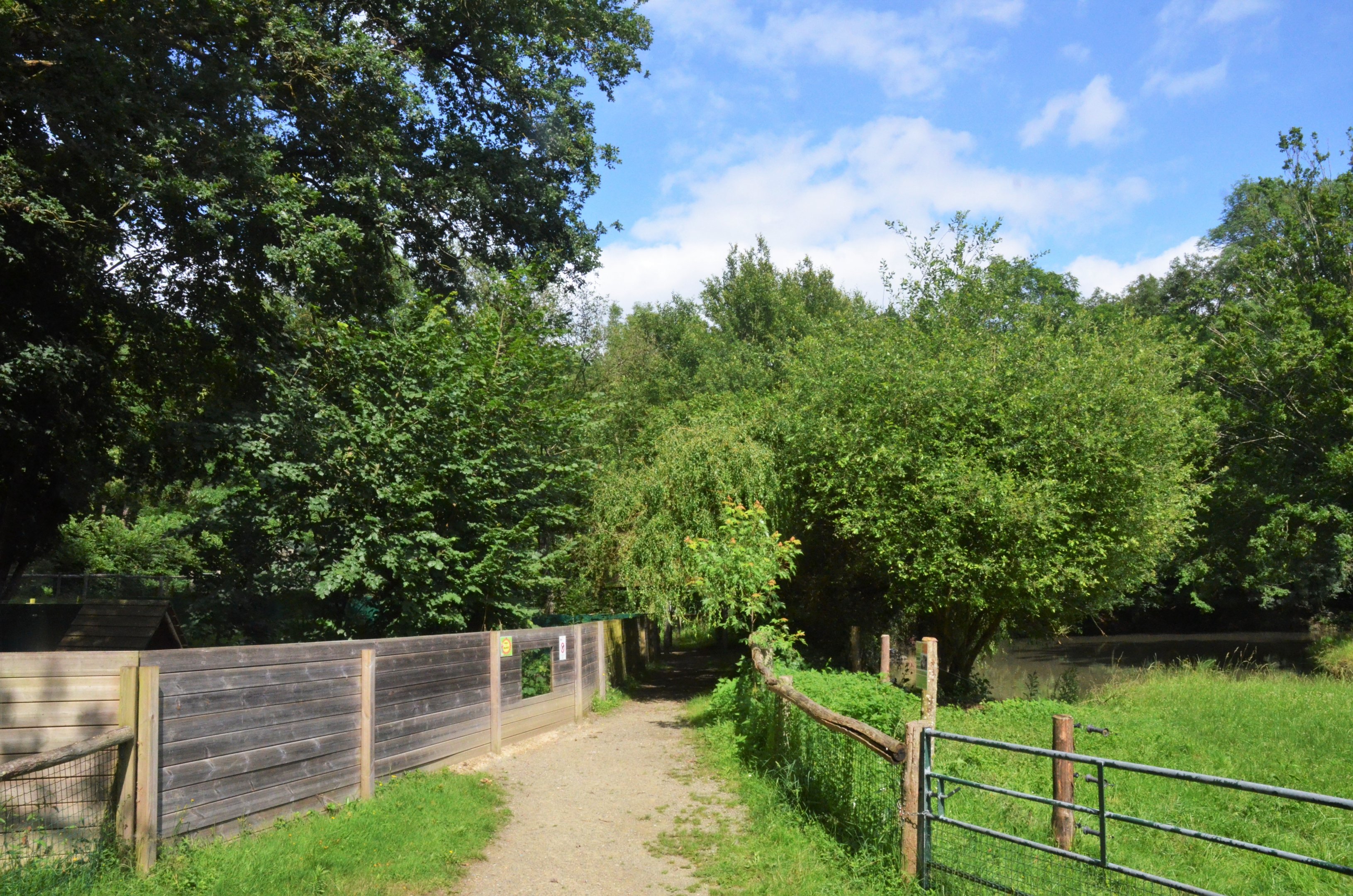 Crab-eating Raccoon (L) and Brazilian Tapir (R) Viewing at Pescheray, 13/06/18