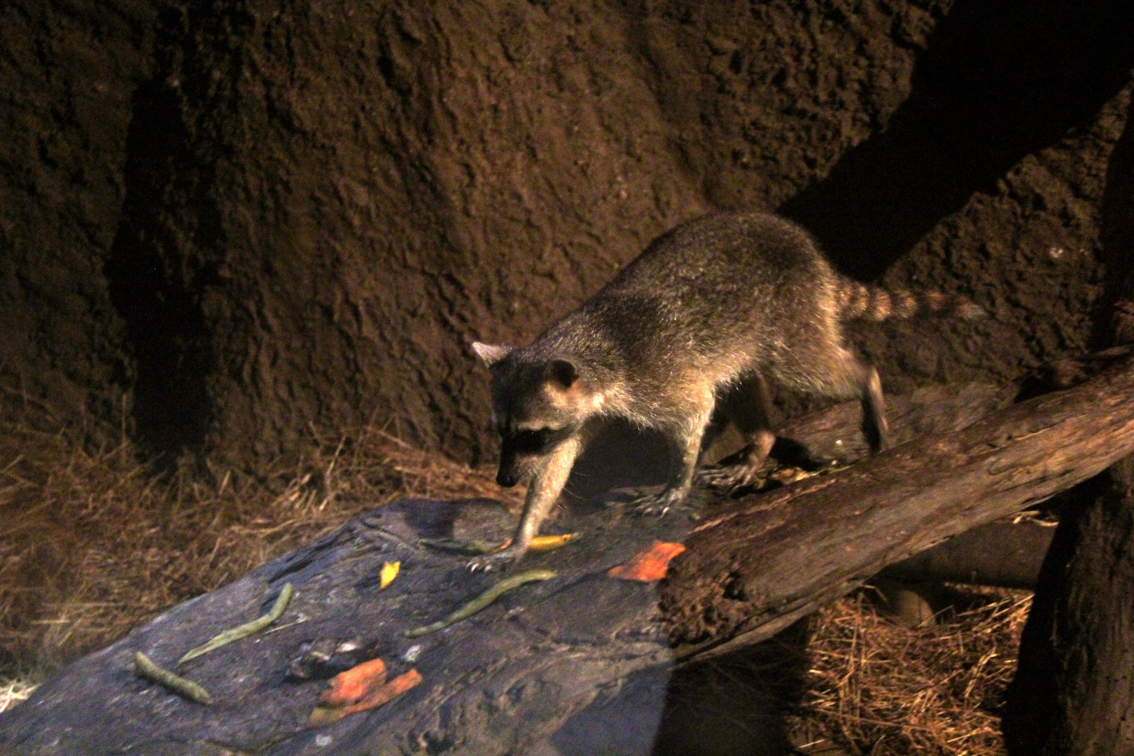 crab-eating raccoon or South American raccoon (Procyon cancrivorus)