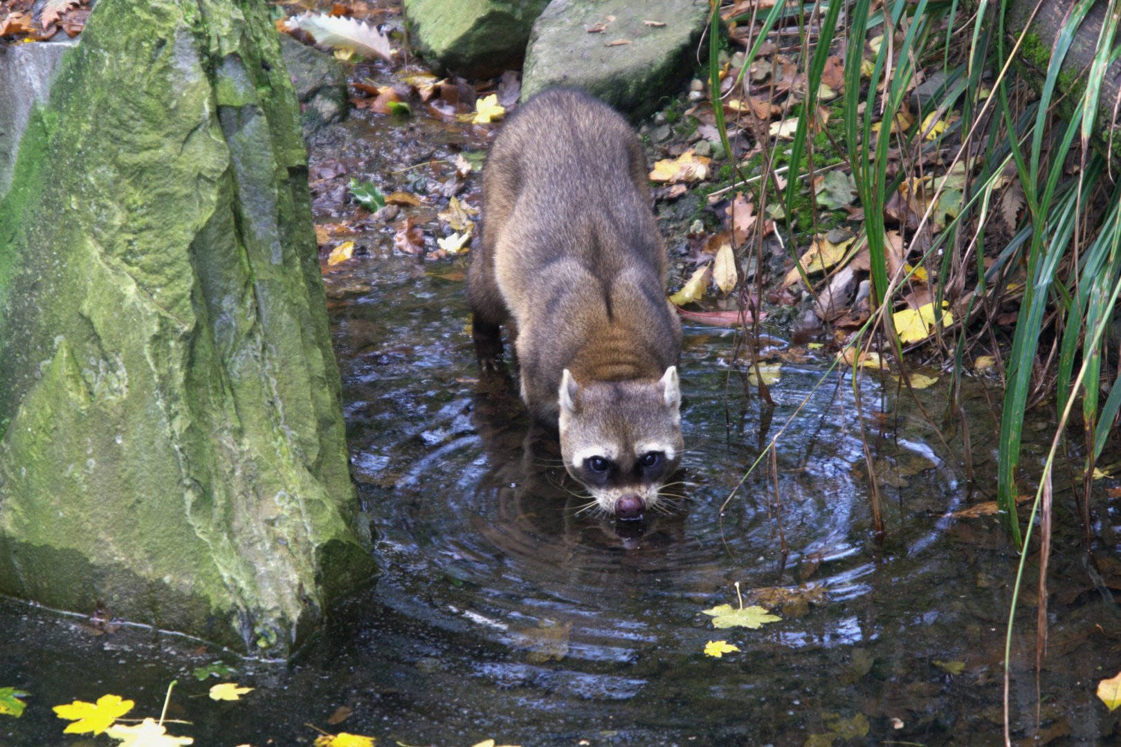 Crab-eating Raccoon (Procyon cancrivorus), 02-11-25