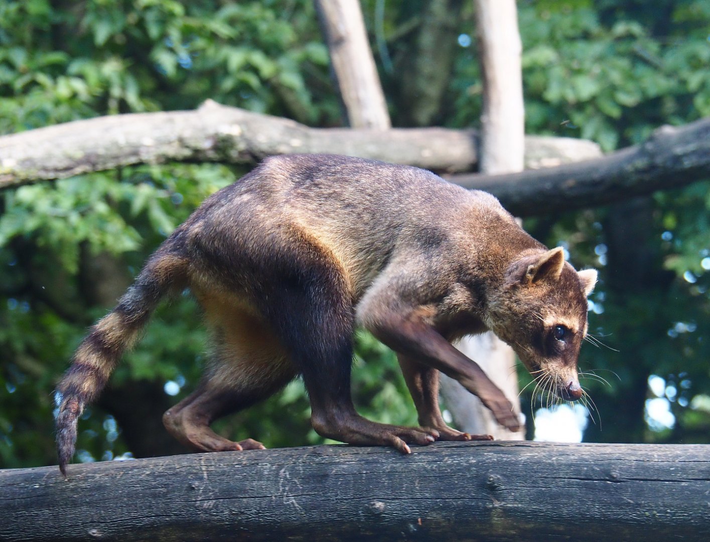 Crab-eating raccoon (Procyon cancrivorus), 2019-08-11