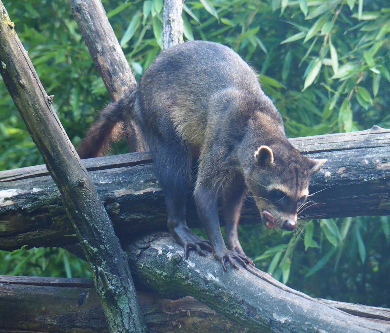 Crab-eating raccoon (Procyon cancrivorus), 2019-08-11