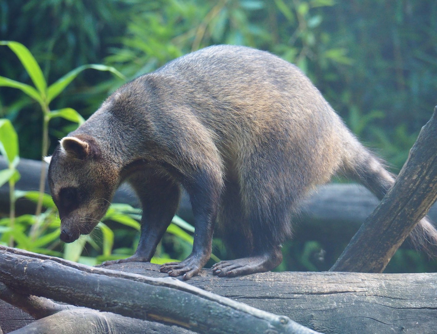 Crab-eating raccoon (Procyon cancrivorus), 2019-08-11