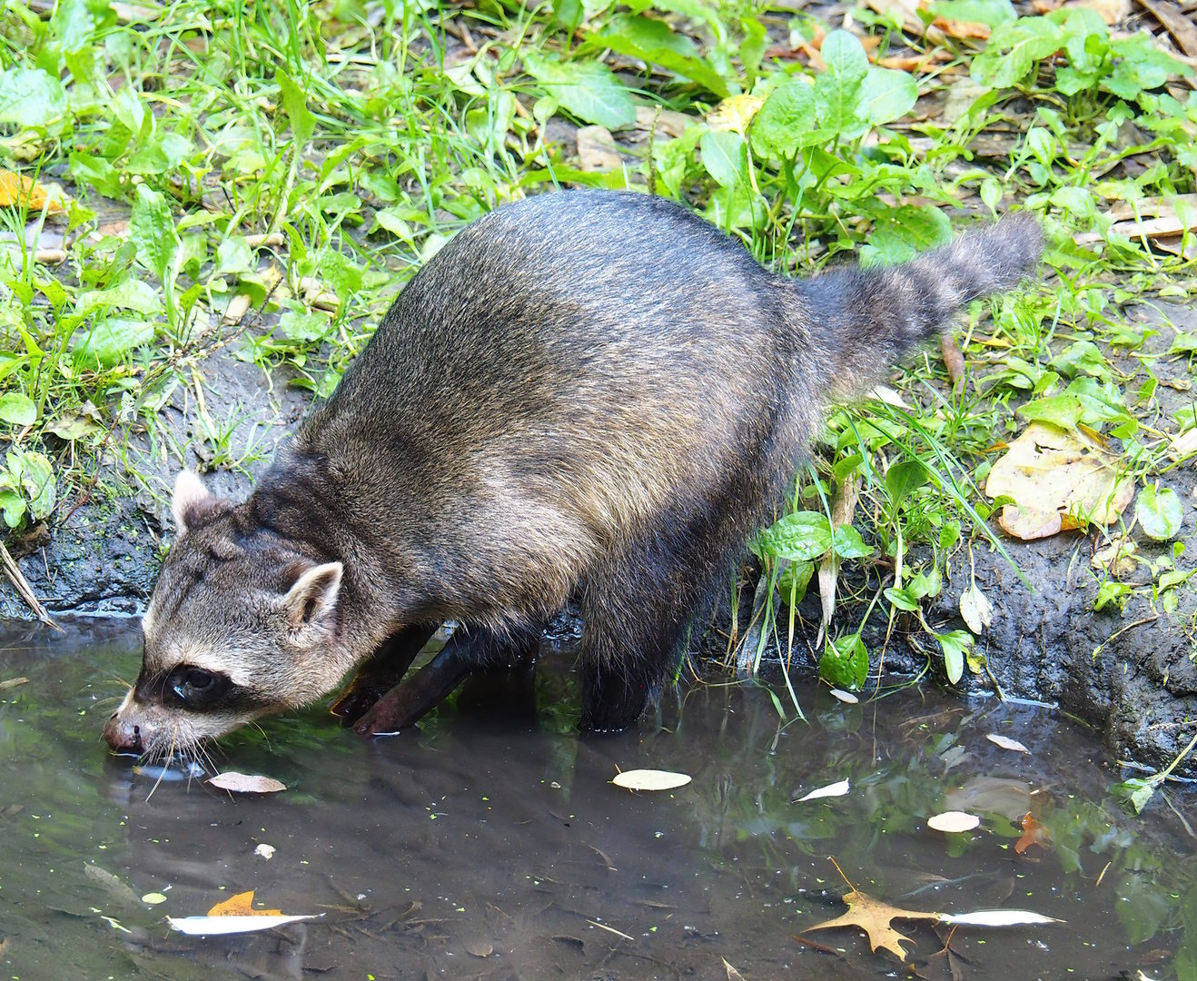 Crab-eating raccoon (Procyon cancrivorus), 2022-10-09