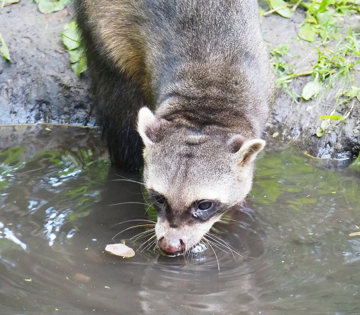 Crab-eating raccoon (Procyon cancrivorus), 2022-10-09