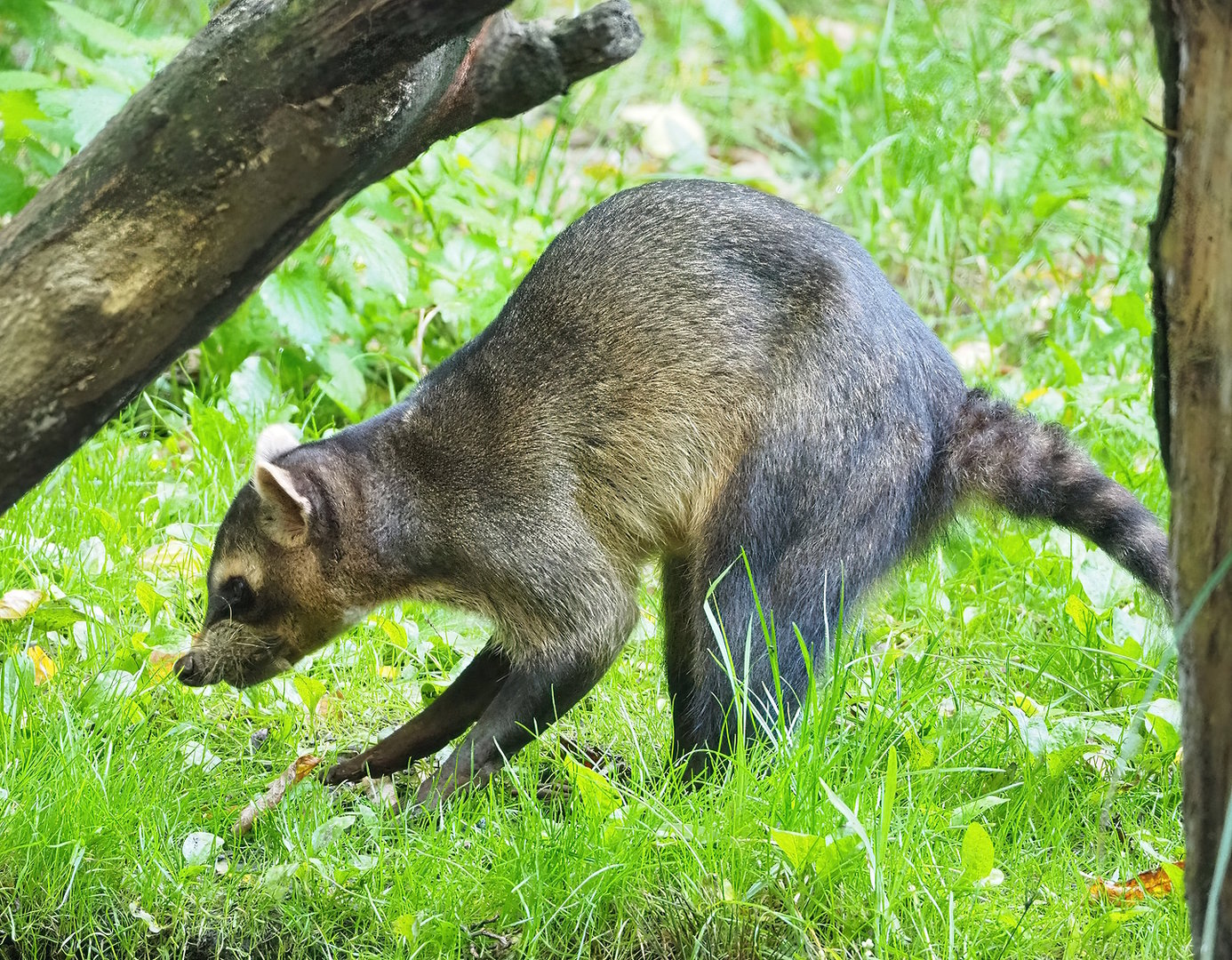 Crab-eating raccoon (Procyon cancrivorus), 2022-10-09
