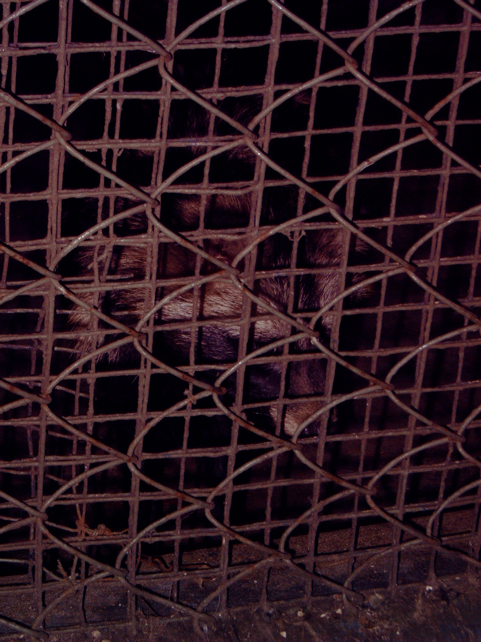 Crab-eating Raccoon (Procyon cancrivorus)???