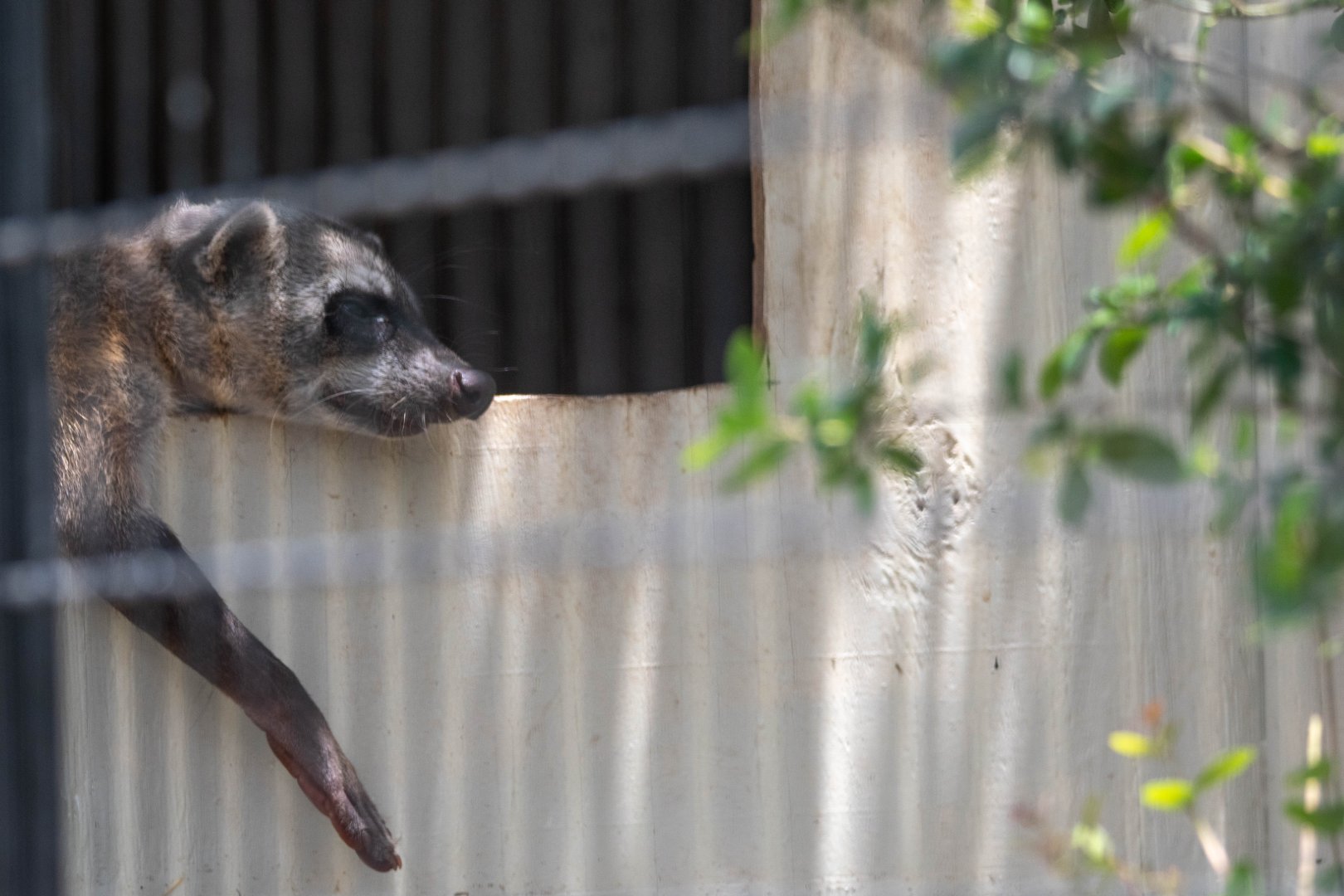 Crab-eating Raccoon (Procyon cancrivorus)
