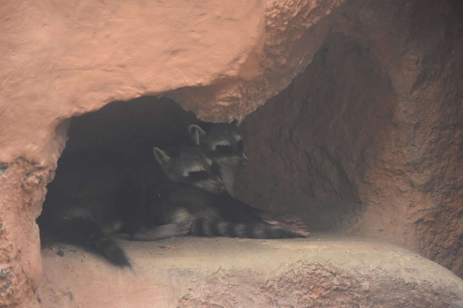 Crab-eating raccoon (Procyon cancrivorus)