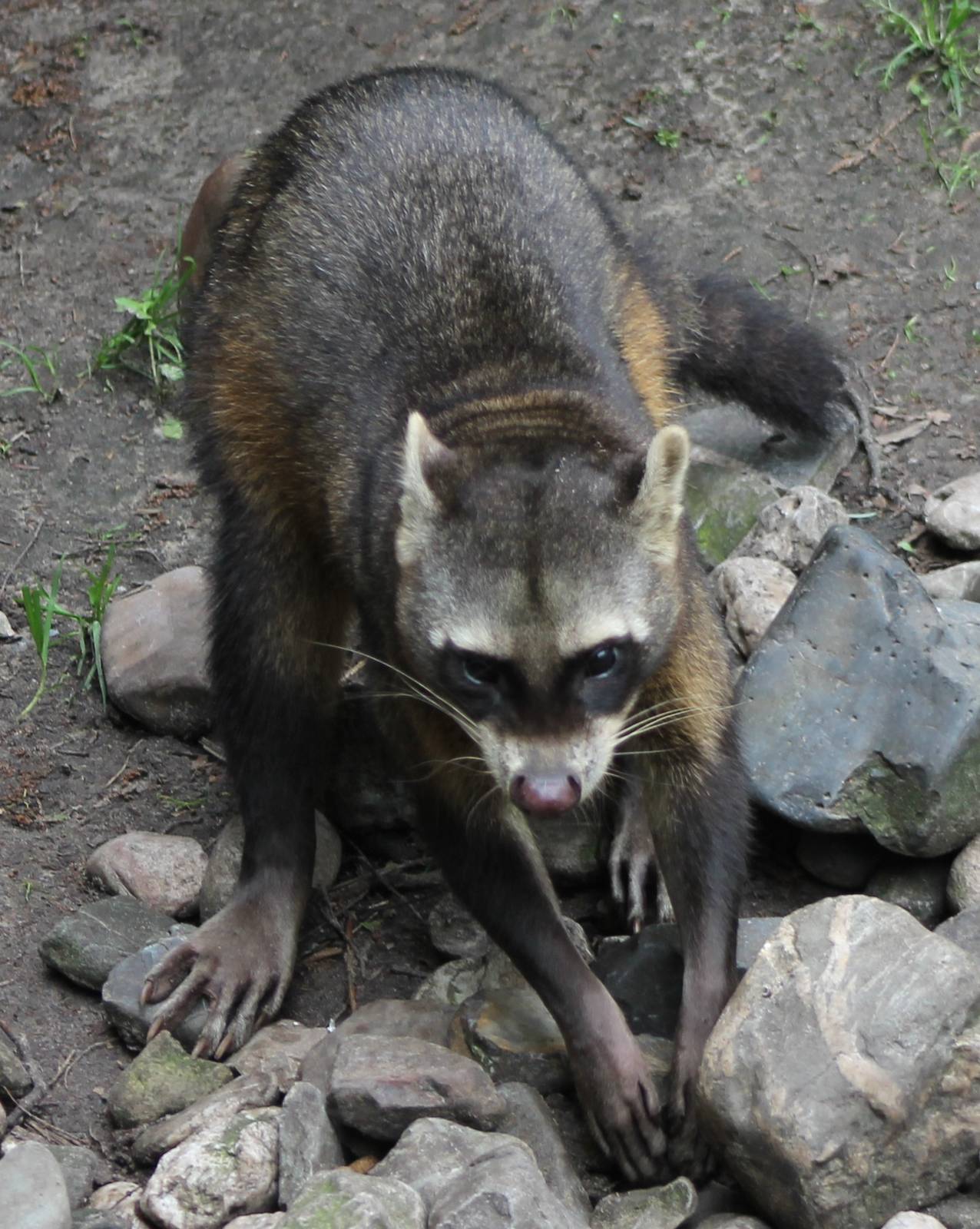 Crab-eating raccoon