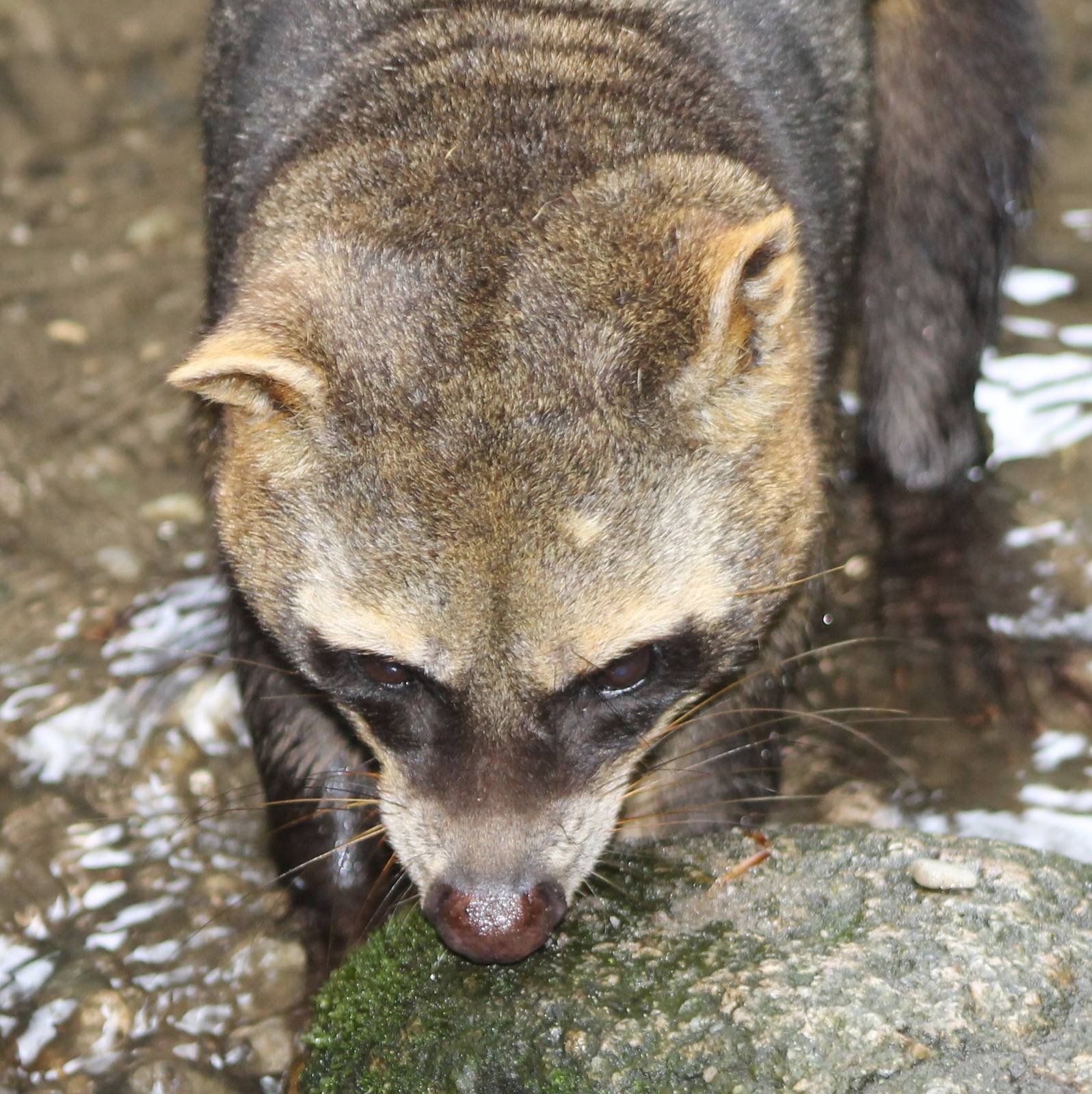crab-eating raccoon