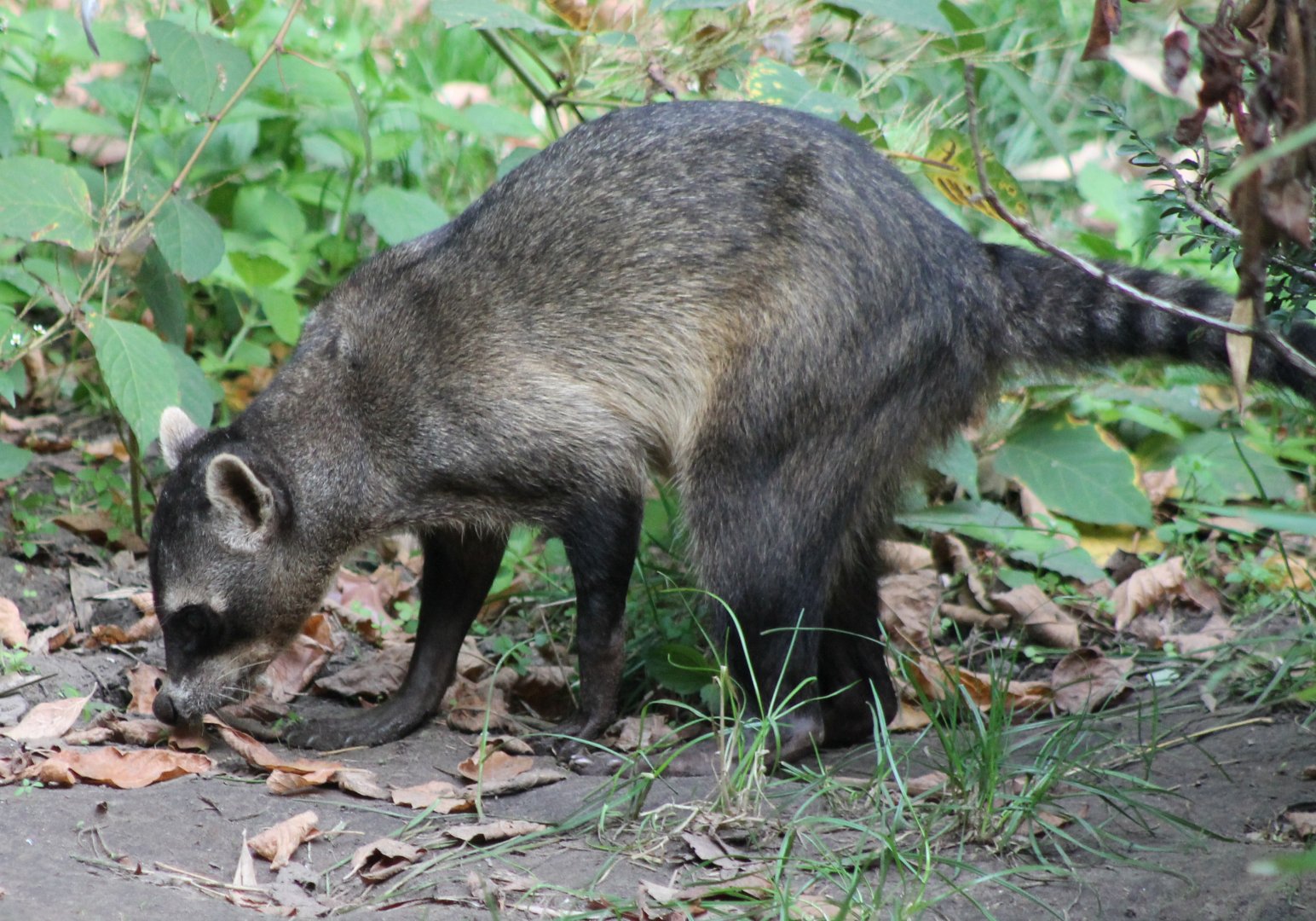 Crab-eating raccoon
