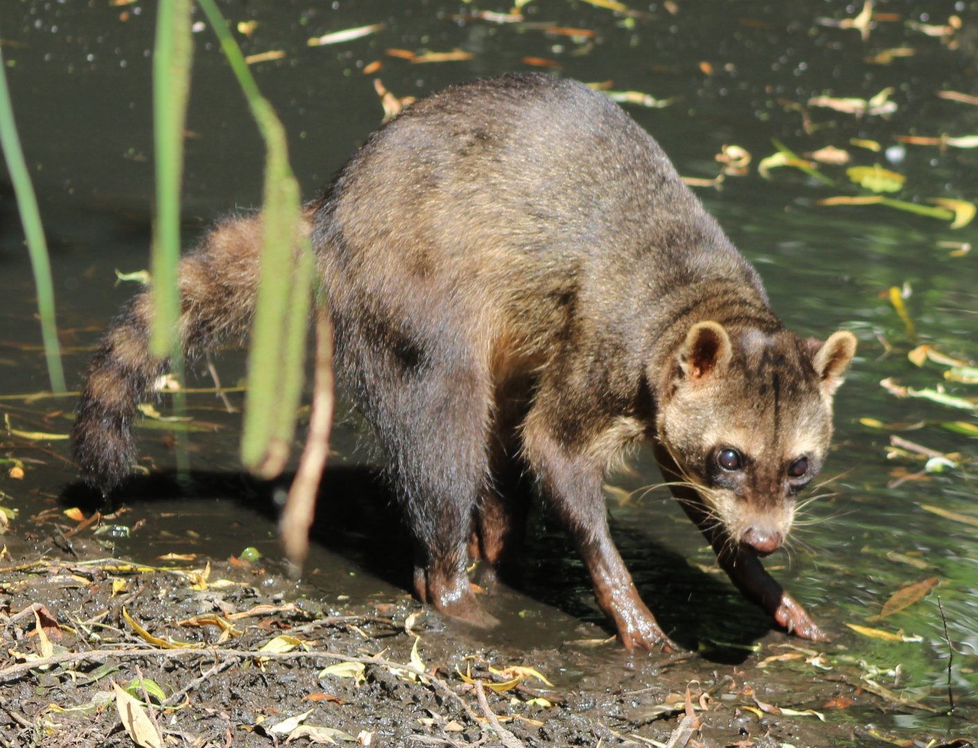 Crab-eating raccoon