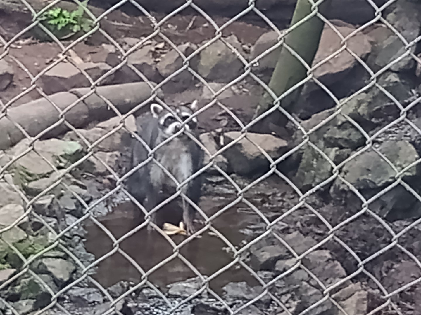 Crab eating raccoon
