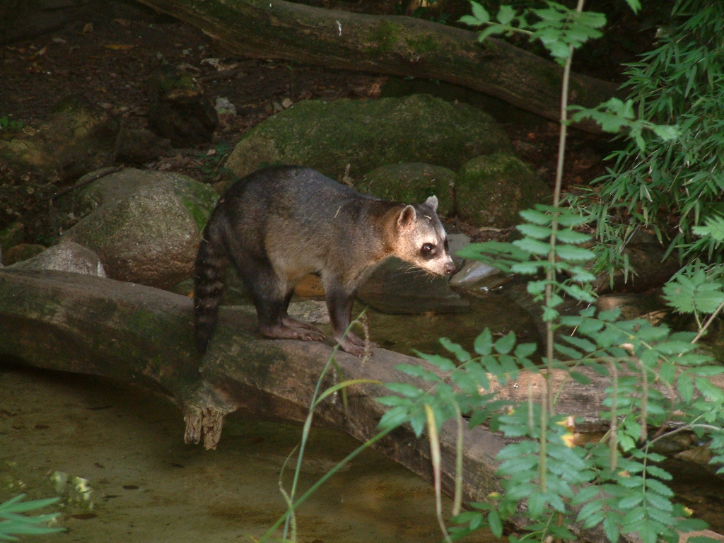 Crab-Eating Raccoon