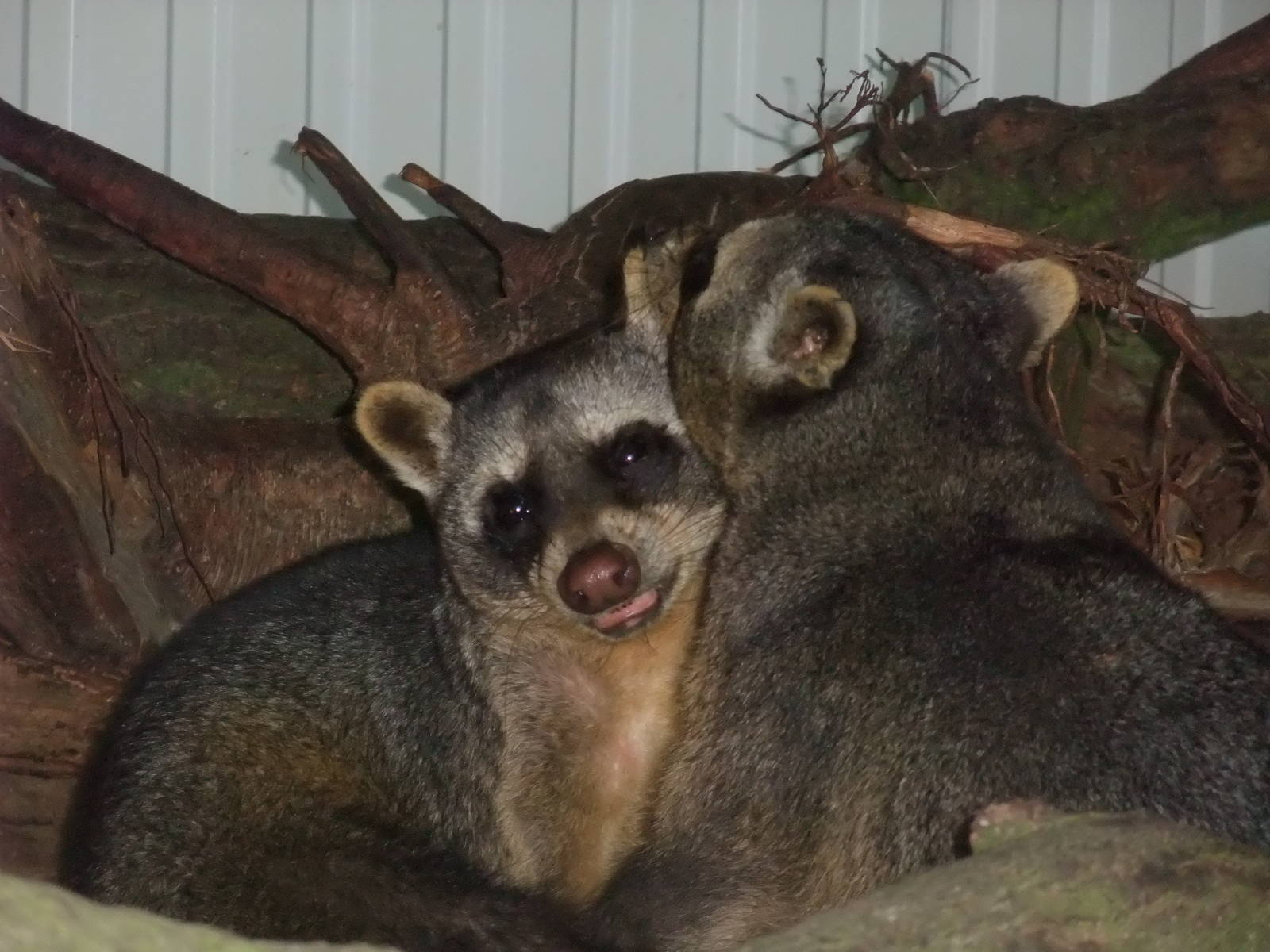 Crab-eating Raccoons at BestZoo 16/05/09