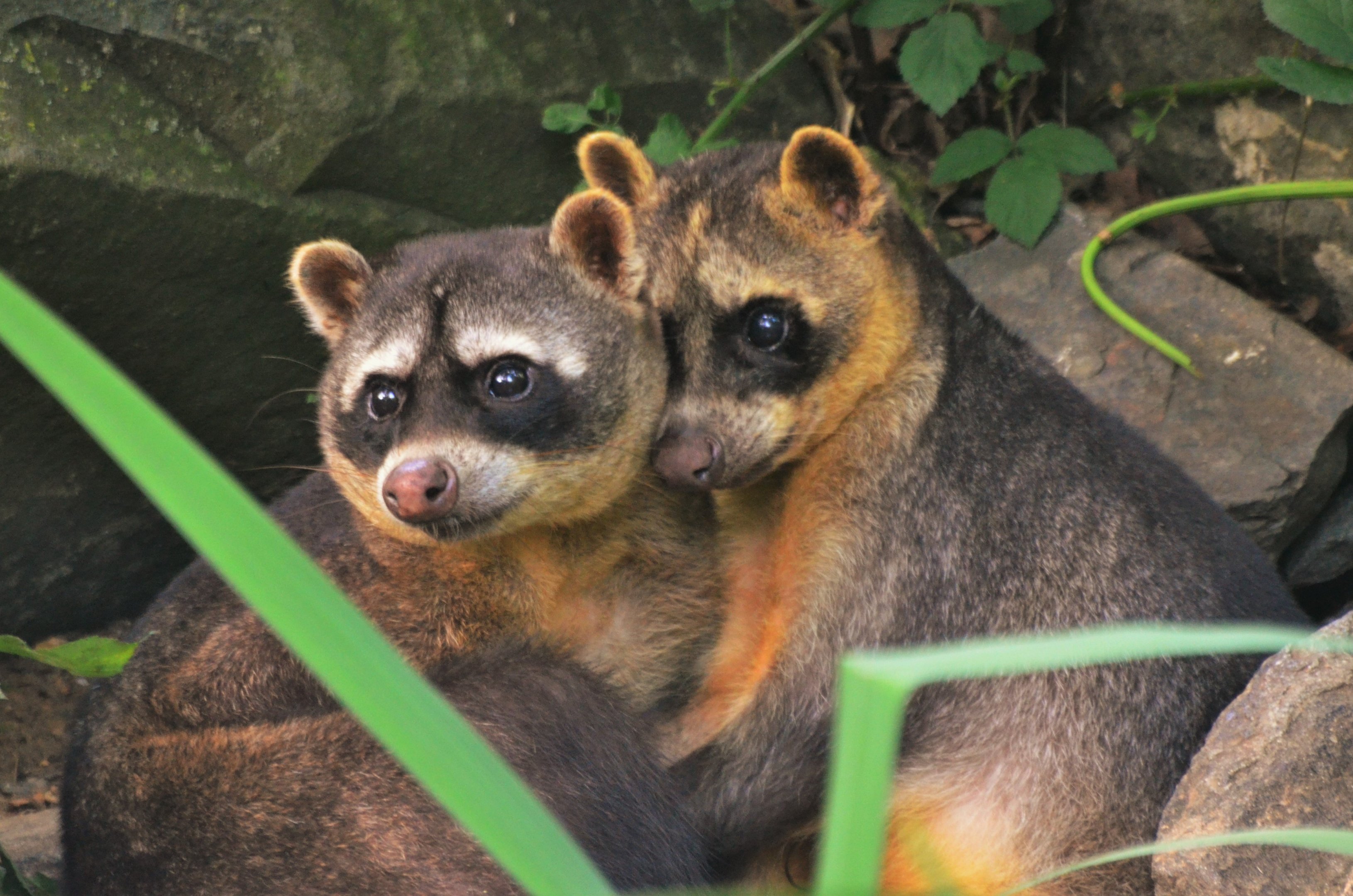 Crab-eating Raccoons at Pescheray, 13/06/18