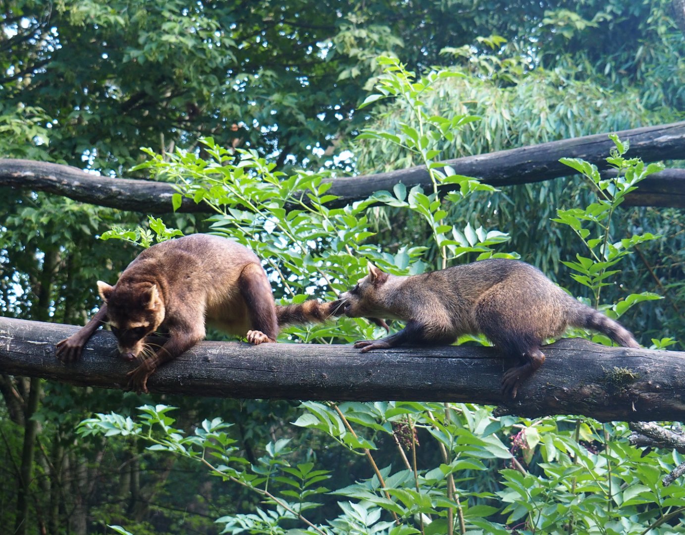 Crab-eating raccoons (Procyon cancrivorus), 2019-08-11