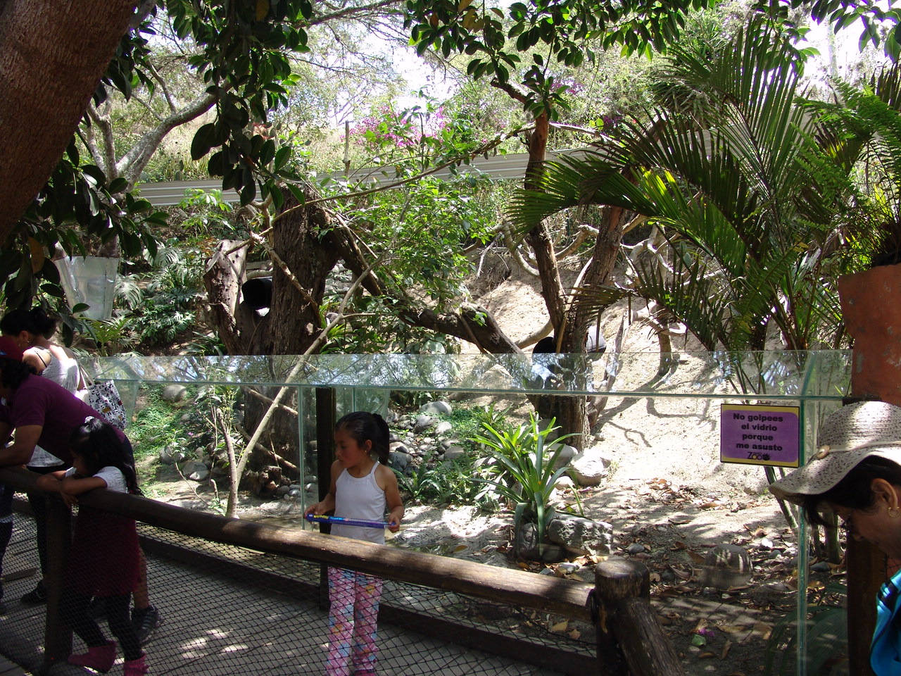 Crab-eating Raccoon's (Procyon cancrivorus) enclosure