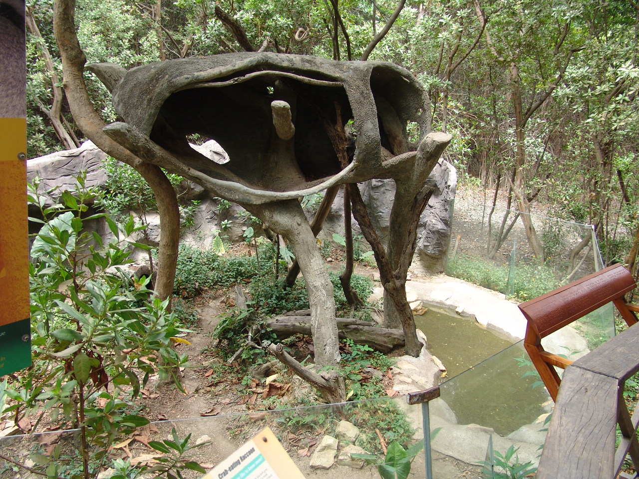 Crab-eating Raccoon's (Procyon cancrivorus) exhibit