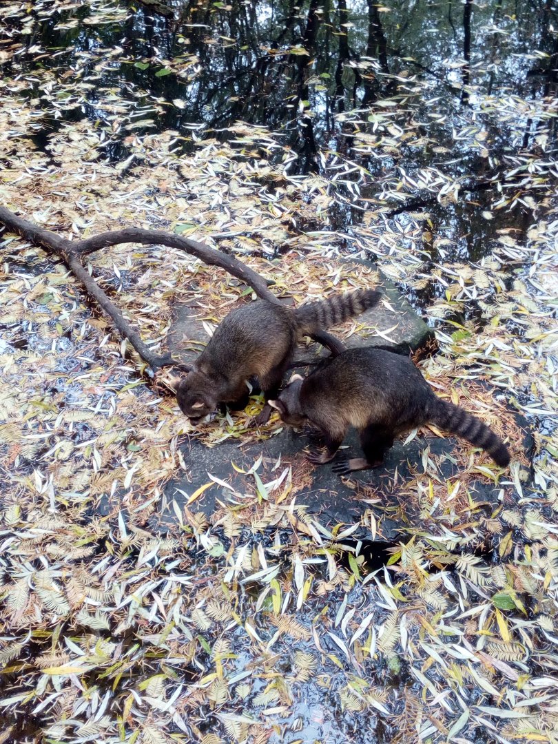 Crab-eating raccoons (Procyon cancrivorus)