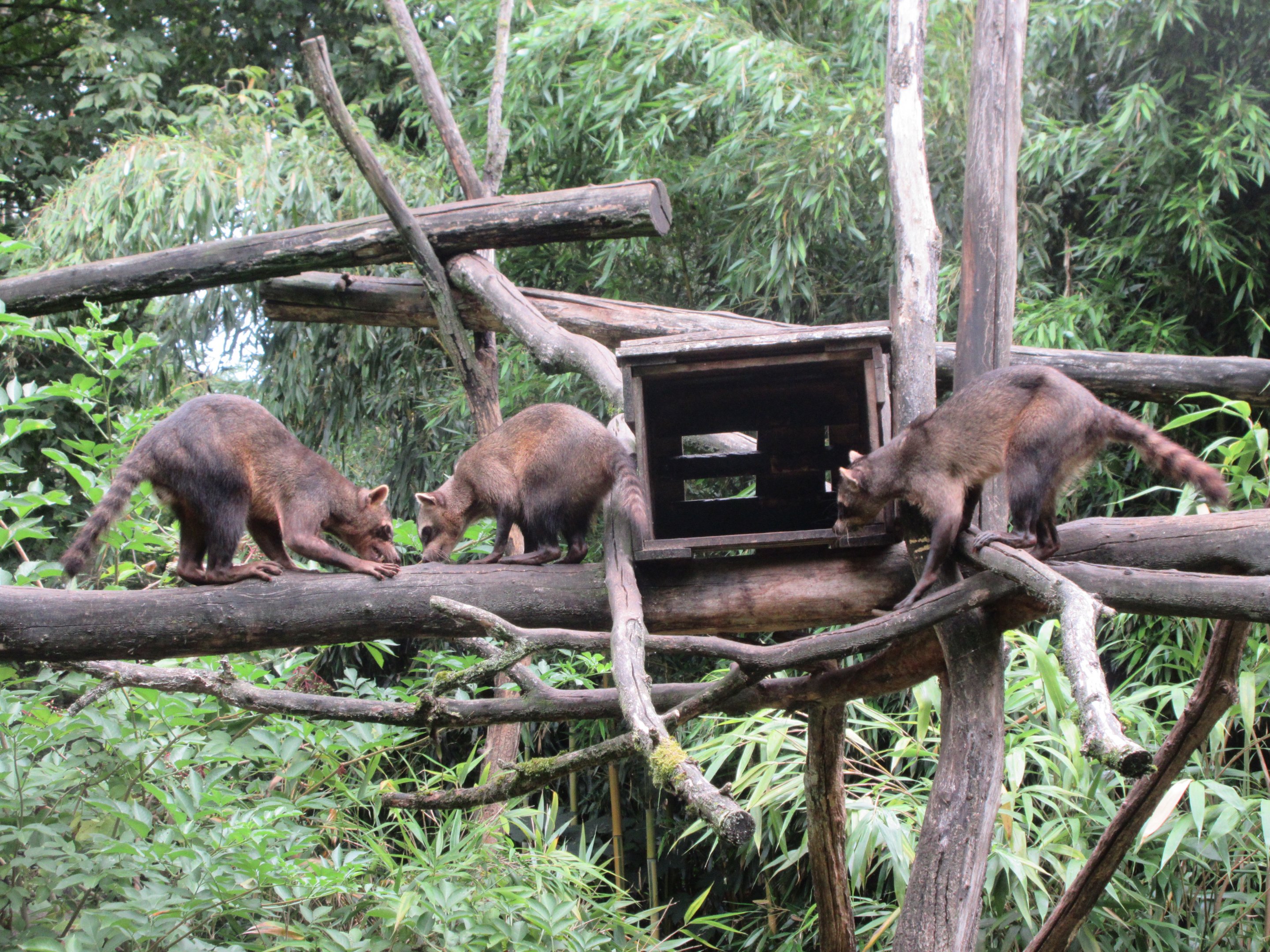 Crab-eating Raccoons