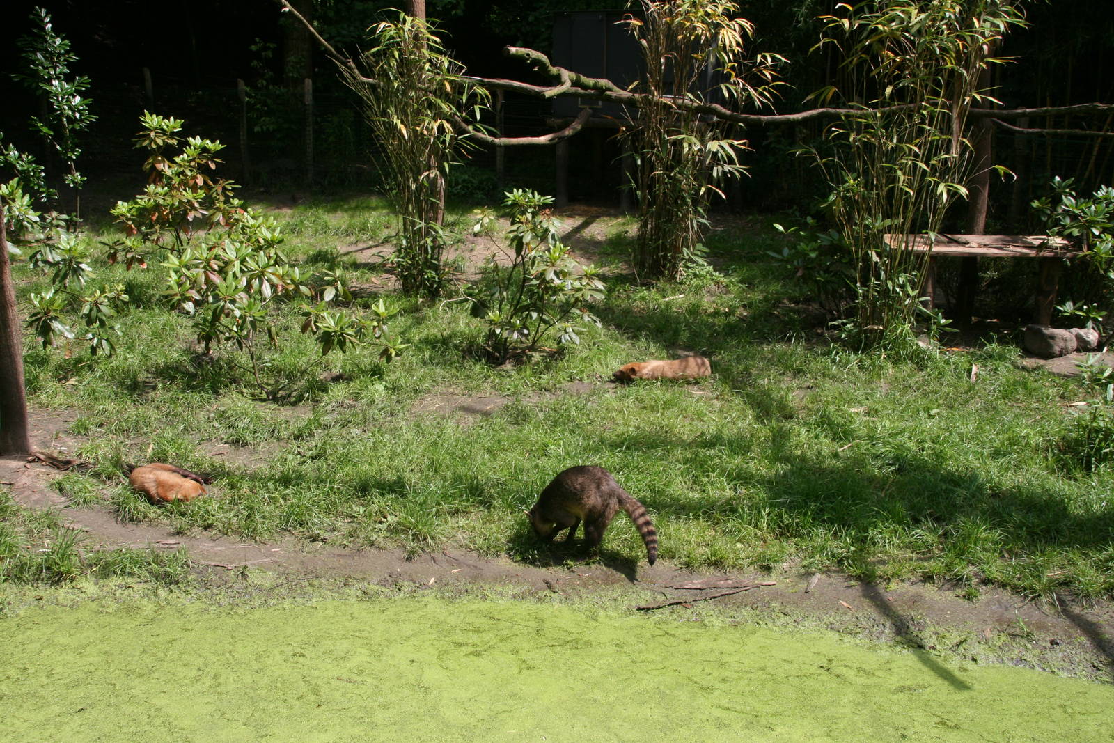 Crab-eating racoon and Bush dogs