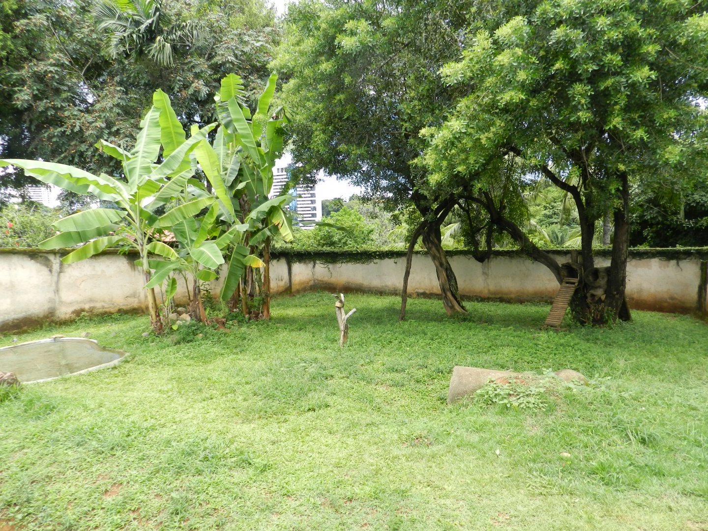 Crab-eating racoon exhibit - Salvador zoo (PZGV)