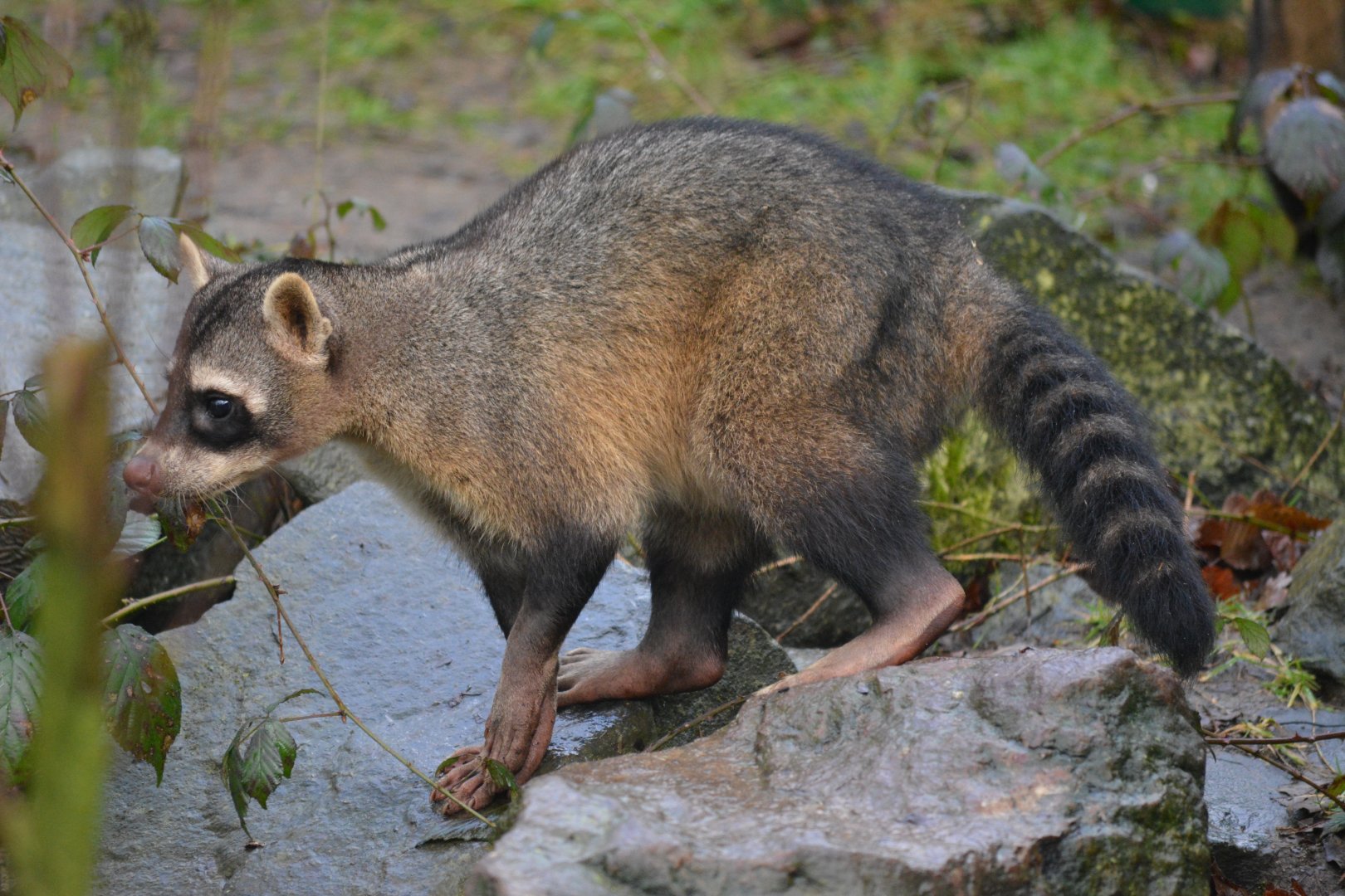 Crab-eating racoon