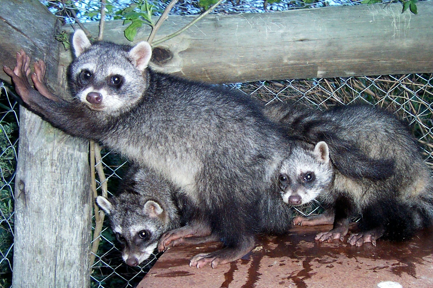 Crab-eating Racoons (4 months)